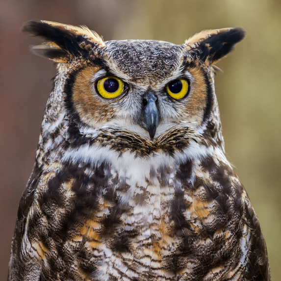 Great Horned Owl Portrait